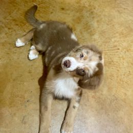 Australian Shepherd and Miniature Australian Shepherd Puppies from Integrity Aussies Tx
