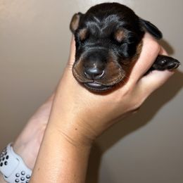 Doberman Pinscher Puppies from Ludic Kennels