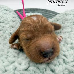 Starburst - Red  female Goldendoodle puppy in Sunman, Indiana from Brunsman Country Doodles LLC