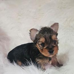 Angel - Black and tan female Yorkshire Terrier puppy in Hamilton, Ohio from Purebred Yorkies of Ohio