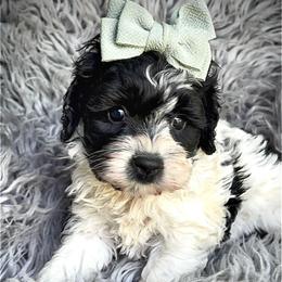 Mochi - Black and white female Cockapoo puppy in Tampa, Florida from Designer Puppy Boutique