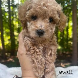 Jewell - Red  female Poodle puppy in Traverse City, Michigan from Riyem Wildflower Farms