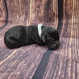 White collar - Black male Cane Corso puppy in Fritch, Texas from Carrie Brown's Cane Corsos