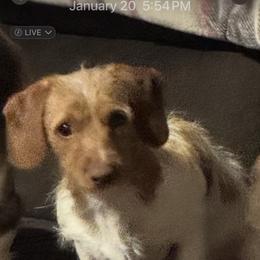 Louie - Dachshund