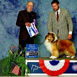 Cooper - Shetland Sheepdog
