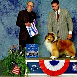Cooper - Shetland Sheepdog