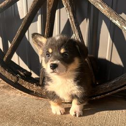 Girl 2 - Black and white female American Corgi puppy in Payson, Illinois from Creek Farm Corgis