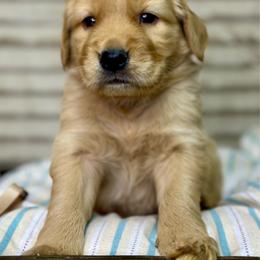Mr Tan - Golden male Golden Retriever puppy in Tonasket, Washington from Denzil’s Goldens