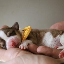 Loaf - Sable female Pembroke Welsh Corgi puppy in South Otselic, New York from Ridge Top Corgis