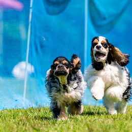 Cocker Spaniel Puppies from Opalina Cocker Spaniels