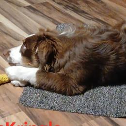 Kris - Australian Shepherd