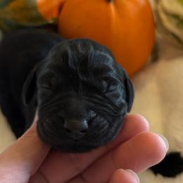 Sweet Potato - Black female Labrador Retriever puppy in Taylors, South Carolina from Spring Water Labs of the Carolinas