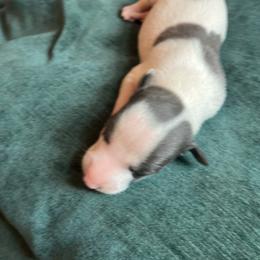 Geoffrey - White and blue male Whippet puppy in Clinton, Tennessee from Ivanhoe Borzoi