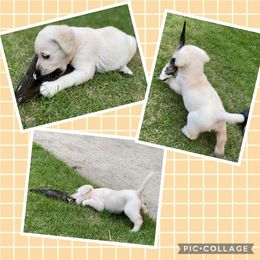 Labrador Retriever Puppies from West Wood Farms