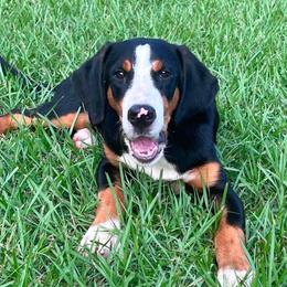Greater Swiss Mountain Dog puppies from Ambermoon Kooikerhondje Blackamber Greater Swiss Mountain Dogs