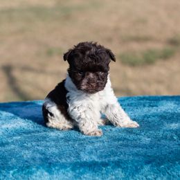 Sophie - Parti female Miniature Schnauzer puppy in Ferris, Texas from Vigilante Mini Aussies and Schnauzers