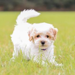 Double Doodles from Crossfield Doodles Gulf Coast