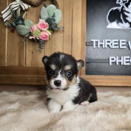 Phoebe - Black and tan female Pembroke Welsh Corgi puppy in Lake Elsinore, California from Rose Petal Corgis