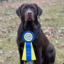 Radar Love  - Labrador Retriever