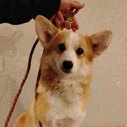 Vivian - Pembroke Welsh Corgi