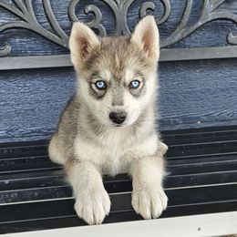 Jasper - Silver and white male Pomsky puppy in Spokane, Washington from Spokane Pomskies