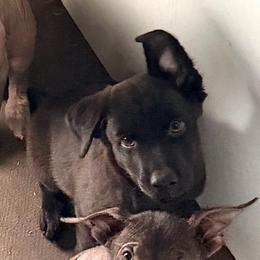 Peluche - Black male Xoloitzcuintli puppy in Hico, Texas from Amayla Kennels
