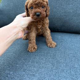 Agatha - Red female Cavapoo puppy in Midland, North Carolina from Rocky River Cavapoos