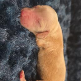 Cream - Cream female Dachshund puppy in West Plains, Missouri from Spring Creek Dachshunds