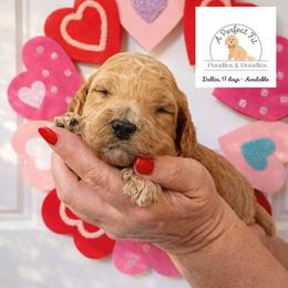 Dallas - Apricot male Goldendoodle puppy in Lake Charles, Louisiana from Perfect Fit Poodles & Doodles