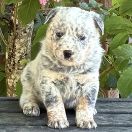 L64-03 - Blue mottled male Australian Cattle Dog puppy in Sheridan, Oregon from 6pk Cattledogs