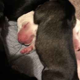 Miniature Schnauzer and Poodle Puppies from Bits & Bytes Farm