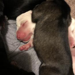 Miniature Schnauzer and Poodle Puppies from Bits & Bytes Farm