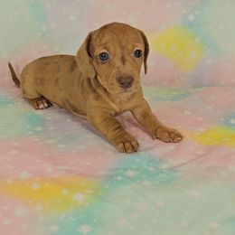 Dachshund Puppies from Newbern's Nuggets