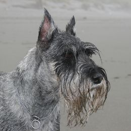 Zoey - Standard Schnauzer