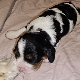 Cavalier King Charles Spaniel Puppies from Critter's Cottage Cavaliers