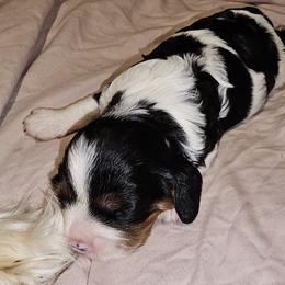 Cavalier King Charles Spaniel Puppies from Critter's Cottage Cavaliers