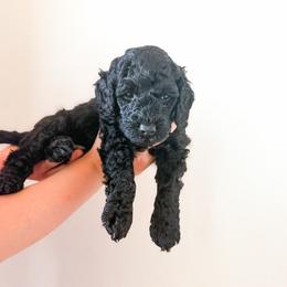 Scout - Black male Bernedoodle puppy in Fort Collins, Colorado from Front Range Family Doodles