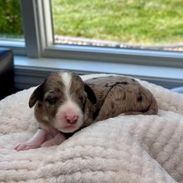John Paul - Blue merle male Aussiedoodle puppy in Decatur, Illinois from Signature Doodles