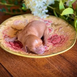Female 2 (apricot with white hash) - Apricot female Cavapoo puppy in Coal City, Indiana from Wednesday & Co