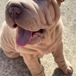 Chinese Shar-Pei Puppies from Amy Mahaffey's Chinese Shar-Pei