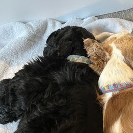 Bella - Cocker Spaniel