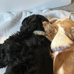 Bella - Cocker Spaniel