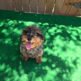 Rex - Merle male Goldendoodle puppy in Austin, Texas from Austin Doodles & Poodles