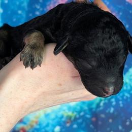 Girl 1 - female Poodle puppy in Coal City, Illinois from Pantheon Poodles