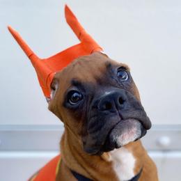 Boxer Puppies from Archangel Boxers