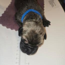 Beetlejuice - Fawn male Great Dane puppy in New York from Port Bay Danes