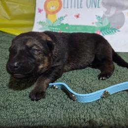 Aqua - Sable female German Shepherd puppy in Motley, Minnesota from Von Thomson Haus