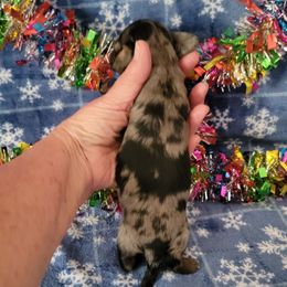 Boy 1 - Dapple male Dachshund puppy in Klamath Falls, Oregon from Luvindoxys4u