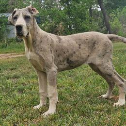 Renee - Mantle merle female Great Dane puppy in Biscoe, North Carolina from Clouser's Bodacious Danes & Miniature Schnauzers