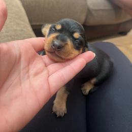 Winnie - Black and tan female Dachshund puppy in Hawthorne, Florida from Circle M Dachshunds